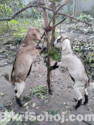 খামারের সকল ছাগল বিক্রি করা হবে